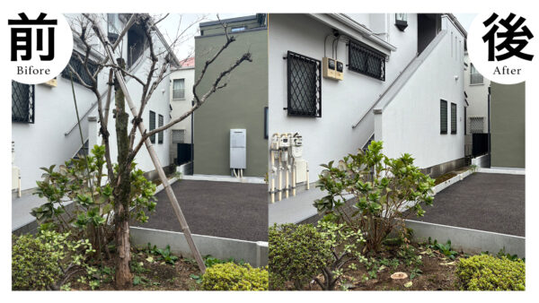 札幌市厚別区で庭木の伐採・抜根の施工事例