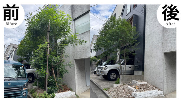 札幌市白石区で庭木の伐採・抜根の施工事例